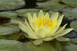 Seerose Nymphaea