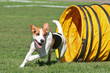 Agility - Beagle im Tunnel