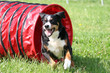 Appenzeller Sennenhund beim Agility