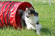 Agility - Sheltie im Tunnel