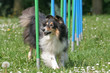 Agility - Sheltie im Slalom