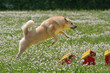 Agility - Nordischer Buhund über Weitsprung