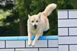 Nordischer Buhund beim Agility