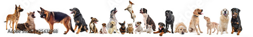 Photo: animaux de compagnie animaux de compagnie