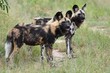 Afrikanischer Wildhund