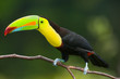 Keel Billed Toucan, from Central America.