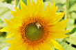 Tournesol & Abeille