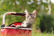 Katze in rotem Korb