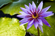 Thai violet lotus Thai violet lotus