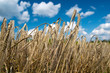 natur, weizen, ernte