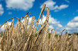 natur, weizen, ernte