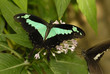 Neon Schwalbenschwanz (Papilio palinurus)
