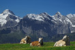Foto: Kühe in den Alpen, Grindelwald Kühe in den Alpen, Grindelwald