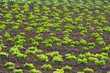 Salatfeld