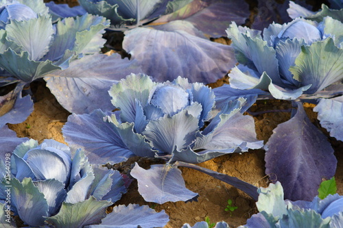 Foto: Rotkohl Rotkohl