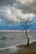 Lonely tree and heavy clouds Lonely tree and heavy clouds