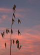 Oats against a sunset sky