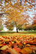 Autumn park, red and yellow leaves fallen from tree Autumn park, red and yellow leaves fallen from tree