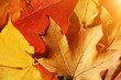 Red and yellow fallen autumn leaves background Red and yellow fallen autumn leaves background