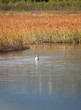 Single Duck Butt