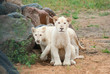 White lion cubs