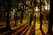 Photo: Awakening of day in the forest. Awakening of day in the forest.