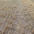 Field after assemblage of ears of barley in Moscow Region. Field after assemblage of ears of barley in Moscow Region.