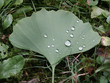 Ginko Biloba