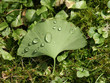 Ginko Biloba