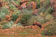 Brown bear Brown bear