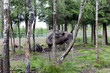 Elks