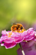 Bee collecting honey