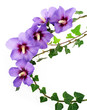 decoration from hibiscus flowers
