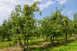 Apple orchard