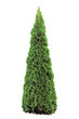 Thuja Occidentalis 'Smaragd' Isolated On White