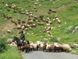 troupeau de moutons en Arménie