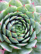 Closeup of succulent plant Sempervivum (Crassulaceae)
