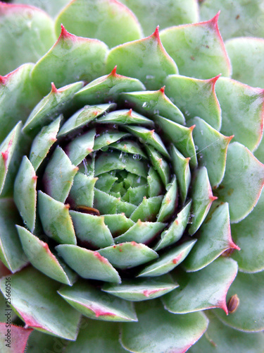 Foto: Closeup of succulent plant Sempervivum (Crassulaceae) Closeup of succulent plant Sempervivum (Crassulaceae)