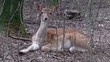 Fallow Deer