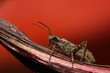 stinkbug