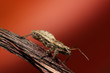 stinkbug