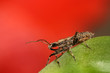 stinkbug
