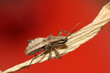 stinkbug