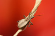 stinkbug