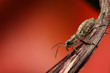 stinkbug