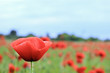 Mohn