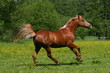 Fuchs auf der Weide