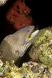 Yellowmouth moray eel