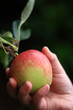 Hand Picking Apple