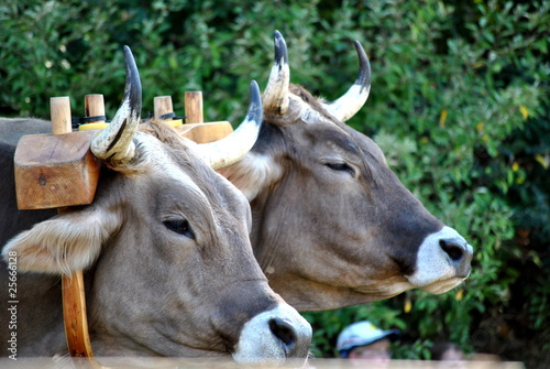 Photo: Oxen Oxen